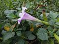 Devil's Trumpet